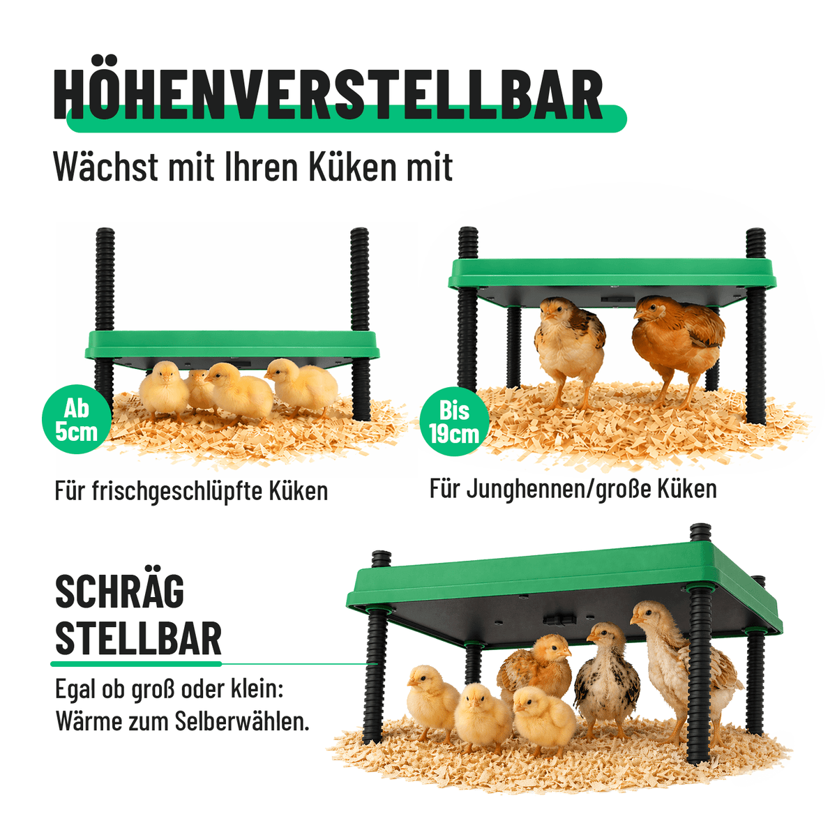 Küken Aufzucht Höhenverstellbar