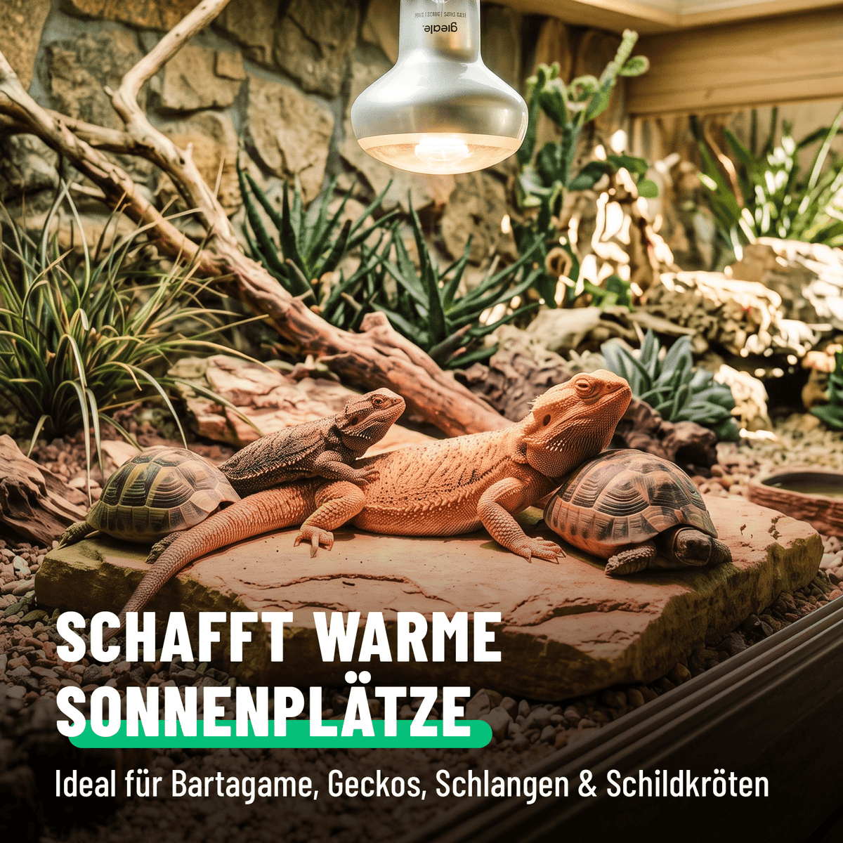 Reptilien Wärmelampe schafft warme Sonnenplätze 201102-1