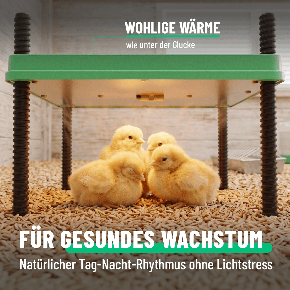Heizplatte Küken für gesundes Wachstum